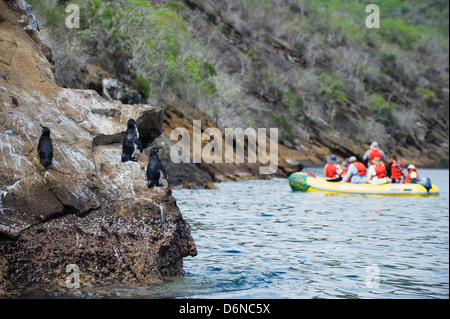 Galápagos-Pinguin Spheniscus Mendiculus Isla Isabela, Galapagos-Inseln, Unesco Website, Ecuador, Südamerika Stockfoto