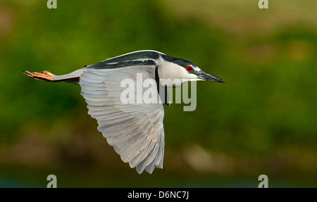 Schwarz gekrönt Nachtreiher Tiefflug über Wasser in Venedig Rookery in Florida. Stockfoto