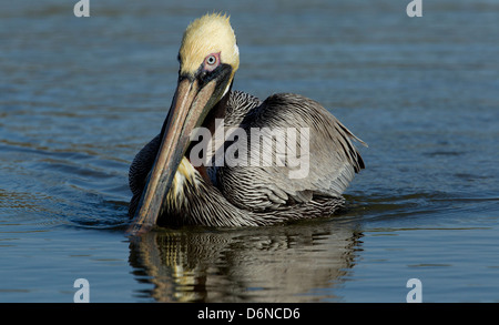 Brauner Pelikan am Fort Myers Beach, Florida im Meer schwimmen. Stockfoto