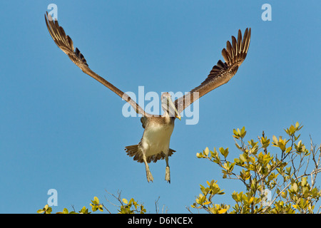 Brauner Pelikan kommen ins Land in Bäumen, Fort Myers Beach, Florida, USA. Stockfoto