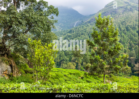 Teeplantage an einem hellen sonnigen Morgen in den Hügel-Station von Munnar, Kerala, Südindien. Stockfoto