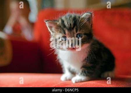 Niedliche kleine Kätzchen Stockfoto