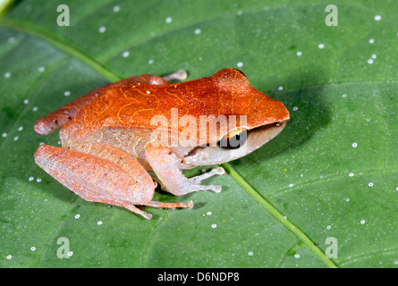 Peruanischen Regen Frosch (Pristimantis Peruvianus) auf einem Blatt im Regenwald Unterwuchs, Ecuador Stockfoto