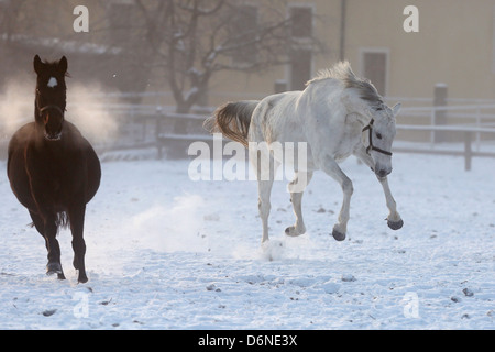 Graditz, Deutschland, Pferde galoppieren im Winter auf der Weide durch den Schnee Stockfoto