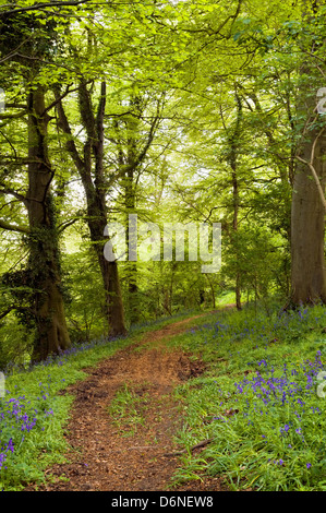 Frühling-Zeit-Bild der Waldweg mit lebendigen Frühlingsfarben grün und frühen Glockenblumen erscheinen, fotografiert in Bristol, Großbritannien Stockfoto