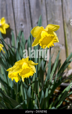 Narzissen wachsen im Garten in Bristol, Großbritannien Stockfoto