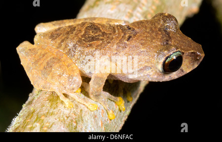 Bibliothekar-Regen-Frosch (Pristimantis Librarius) auf einem Ast in den Regenwald Unterwuchs, Ecuador Stockfoto