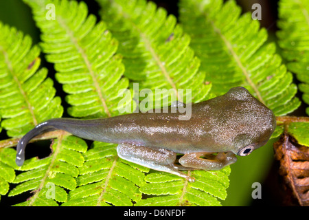 Amphibisch Metamorphose - Kaulquappe ändern in einen Frosch. Eine Amazonas Spezies aus Ecuador Stockfoto