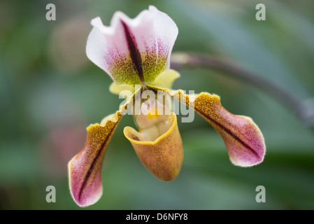 Blühende Cattleya Orchideen am Lincoln Park Conservatory. Stockfoto