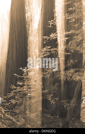 Abstrakte Redwood-Bäume im Herbst Creek in Kalifornien, USA. Stockfoto