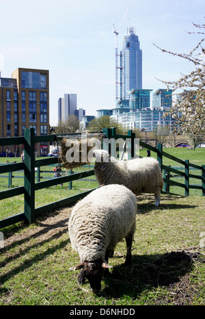 Schafe am Stadtbauernhof Vauxhall, London, England UK Stockfoto