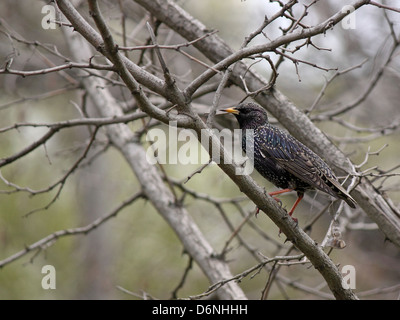 gemeinsamen Starling Standortwahl auf Ast Stockfoto