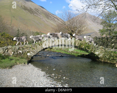 Herdwick Schafe Brücke alte Lastesel, Wasdale Head, Wast Wasser, Lake District Stockfoto