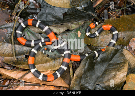 Östlichen Band Korallenschlange (Micrurus Lemniscatus) Stockfoto