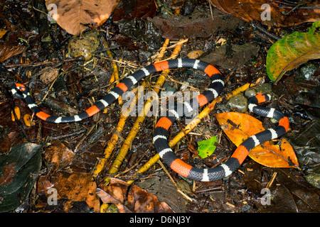 Östlichen Band Korallenschlange (Micrurus Lemniscatus) Stockfoto