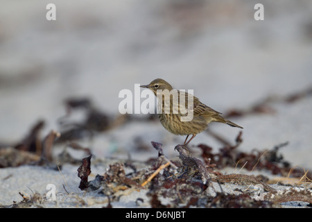 Rock-Pieper Anthus Petrosus Shetland, Scotland, UK Stockfoto