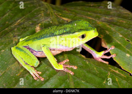 Weiß gesäumten Affe Frosch (Phyllomedusa Vaillanti) auf einem Blatt in der Nacht im tropischen Regenwald, Ecuador Stockfoto