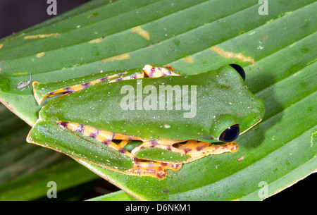 Verjährt Affe Frosch (Phyllomedusa Tomopterna) auf einem Blatt im Regenwald von Ecuador Stockfoto