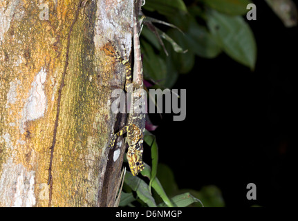 Gemeinsamen Baum Runner (Plica Plica) auf einem Baumstamm im Regenwald Ecuadors Stockfoto