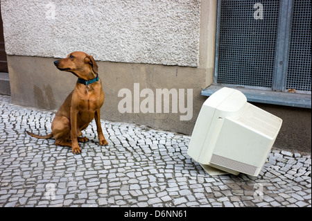 Berlin, Deutschland, ist ein Deutscher Pinscher nicht interressiert für computer Stockfoto