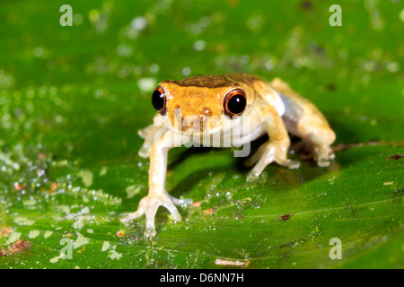 Unter der Leitung von kurzen Treefrog (Dendropsophus Parviceps) schaut in die Kamera, Ecuador Stockfoto