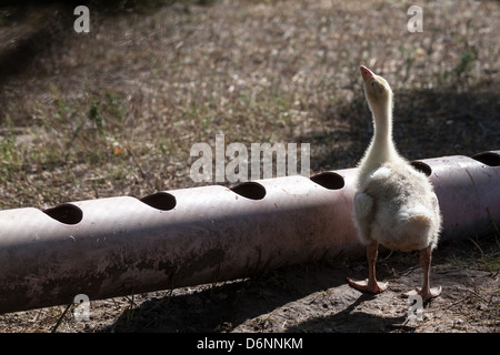 Potsdam, Deutschland, Gaensekueken hinter einem Tor Stockfoto