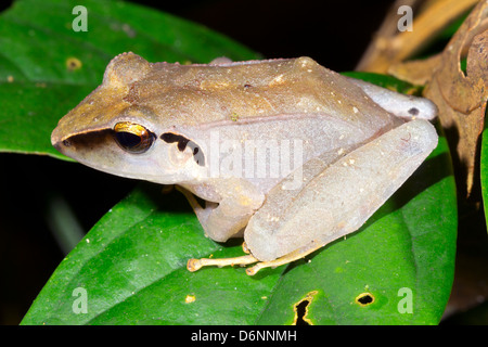 Peruanischen Regen Frosch (Pristimantis Peruvianus) sitzt auf einem Blatt im Regenwald Ecuadors Stockfoto