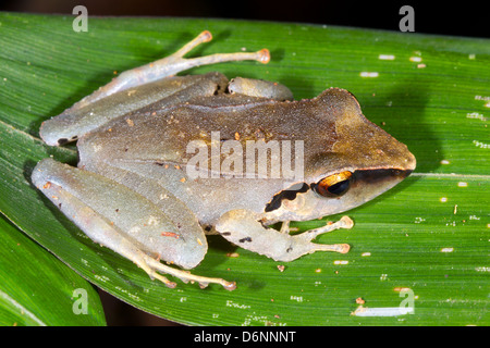 Peruanischen Regen Frosch (Pristimantis Peruvianus) sitzt auf einem Blatt im Regenwald Ecuadors Stockfoto