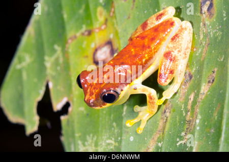 Rot-gesäumt Treefrog (Dendropsophus Rhodopeplus) auf einem Blatt neben einem Regenwald-Becken in Ecuador Stockfoto