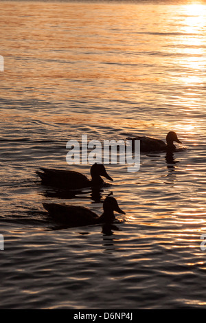 Berlin, Deutschland, Enten auf der Havel bei Sonnenuntergang Stockfoto