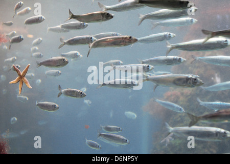 Kiel, Deutschland, Schwarm von Hering im Aquarium des IFM-GEOMAR Stockfoto