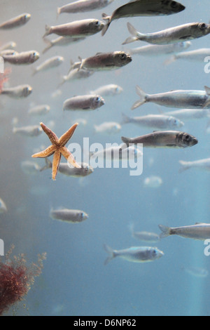 Kiel, Deutschland, Schwarm von Hering im Aquarium des IFM-GEOMAR Stockfoto
