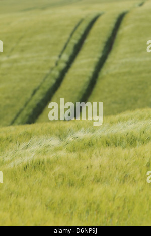 Handewitt, Deutschland, Wintergerste auf einem Feld Stockfoto