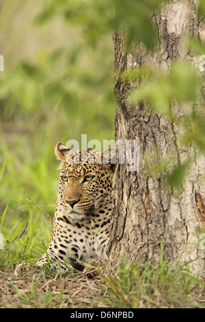 Leopard ruht unter einem Baum in der Kruger National Park, Südafrika Stockfoto