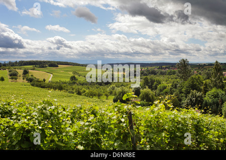 Cleeburg, Frankreich, Weinberge im Elsass in CLEEBOURG Stockfoto