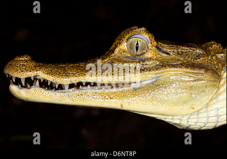 Brillentragende Kaiman (Caiman Crocodilius) in Ecuador, Nahaufnahme des Kopfes. Stockfoto