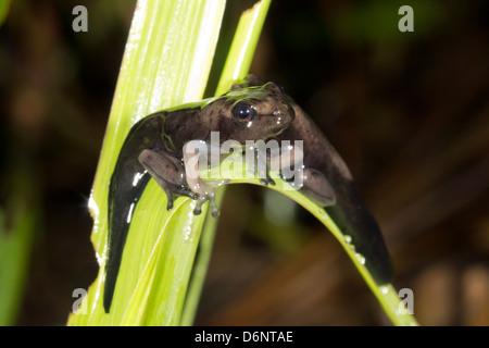 Amphibisch Metamorphose - Kaulquappe Hypsiboas Geographicus ändern in einen Frosch über einen Pool von Regenwald in Ecuador Stockfoto