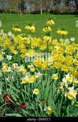 Narzissen im Hyde Park, City of Westminster, London, Greater London, England, Vereinigtes Königreich Stockfoto