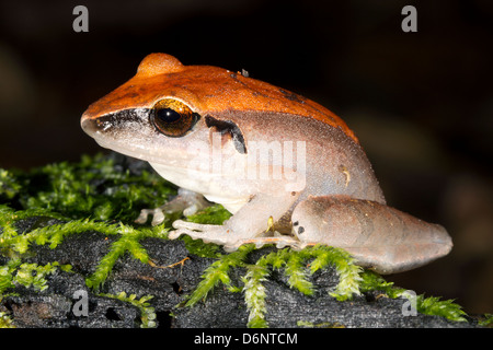 Peruanischen Regen Frosch (Pristimantis Peruvianus), im Regenwald von Ecuador. Stockfoto