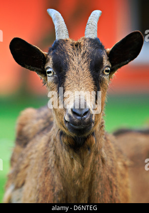 Ziege (Capra aegagrus hircus) Stockfoto