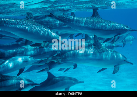 Rotes Meer, Ägypten, Spinner-Delfine bei Sataya Kebir Stockfoto