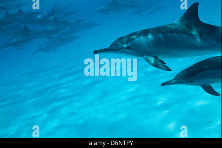 Rotes Meer, Ägypten, Spinner-Delfine bei Sataya Kebir Stockfoto