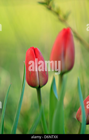 Red Tulips Stockfoto