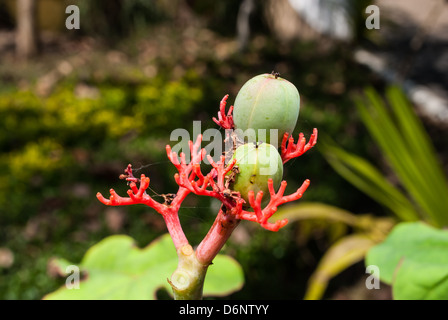 Delonix Regia (Bojer) Raf. / Wappen Pfau Stockfoto