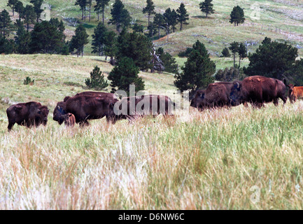 Amerikanische Bisons (Bison Bison) auch American Buffalo Arten durchstreiften Grasland von Nordamerika in riesigen Herden, Stockfoto