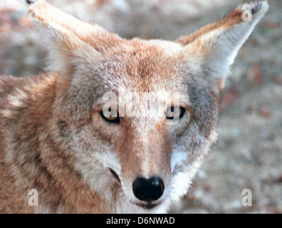 Coyote, Canis Latrans, Präriewolf, Trickster, bellender Hund, Raubtiere Allesfresser vielseitige Feeder kleine Säugetiere und Vögel essen, Stockfoto