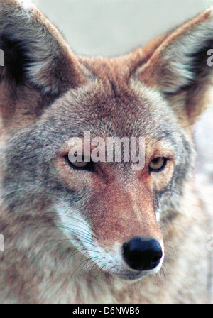 Coyote Canis Latrans, amerikanische Schakal Pinsel Wolf, Präriewolf, Arten der Hunde gefunden North Central America, Trickster, Stockfoto