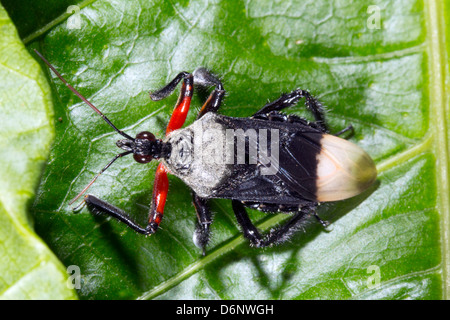 Assassin-Bug (Familie Reduviidae) in den Regenwald, Ecuador Stockfoto