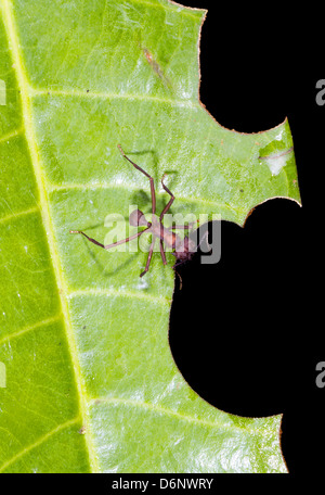 Blatt Scherblock Ameise (Atta SP.) hat nur ein Stück aus einem Blatt geschnitten. Stockfoto