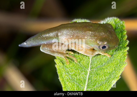 Amphibisch Metamorphose - Kaulquappe ändern in einen Frosch über einen Pool von Regenwald in Ecuador Stockfoto